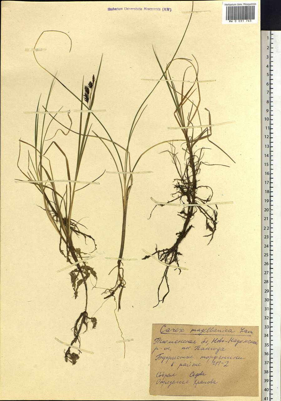 Carex magellanica subsp. irrigua (Wahlenb.) Hiitonen, Siberia, Western Siberia (S1) (Russia)
