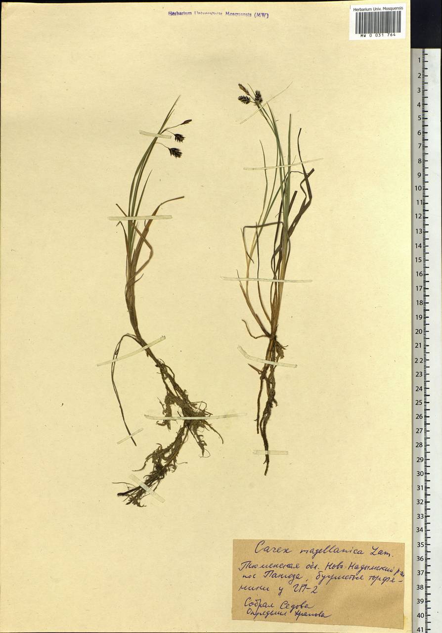 Carex magellanica subsp. irrigua (Wahlenb.) Hiitonen, Siberia, Western Siberia (S1) (Russia)