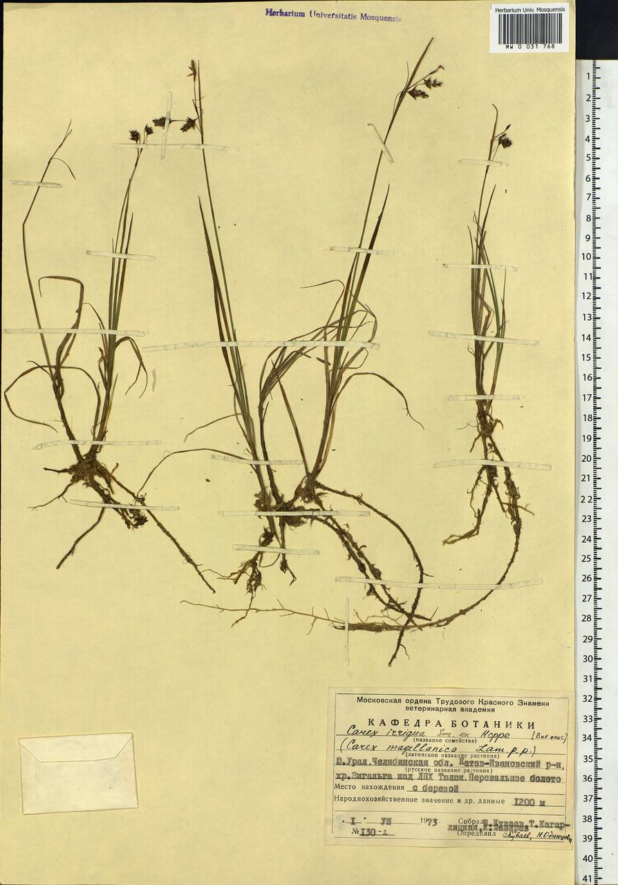 Carex magellanica subsp. irrigua (Wahlenb.) Hiitonen, Eastern Europe, Eastern region (E10) (Russia)