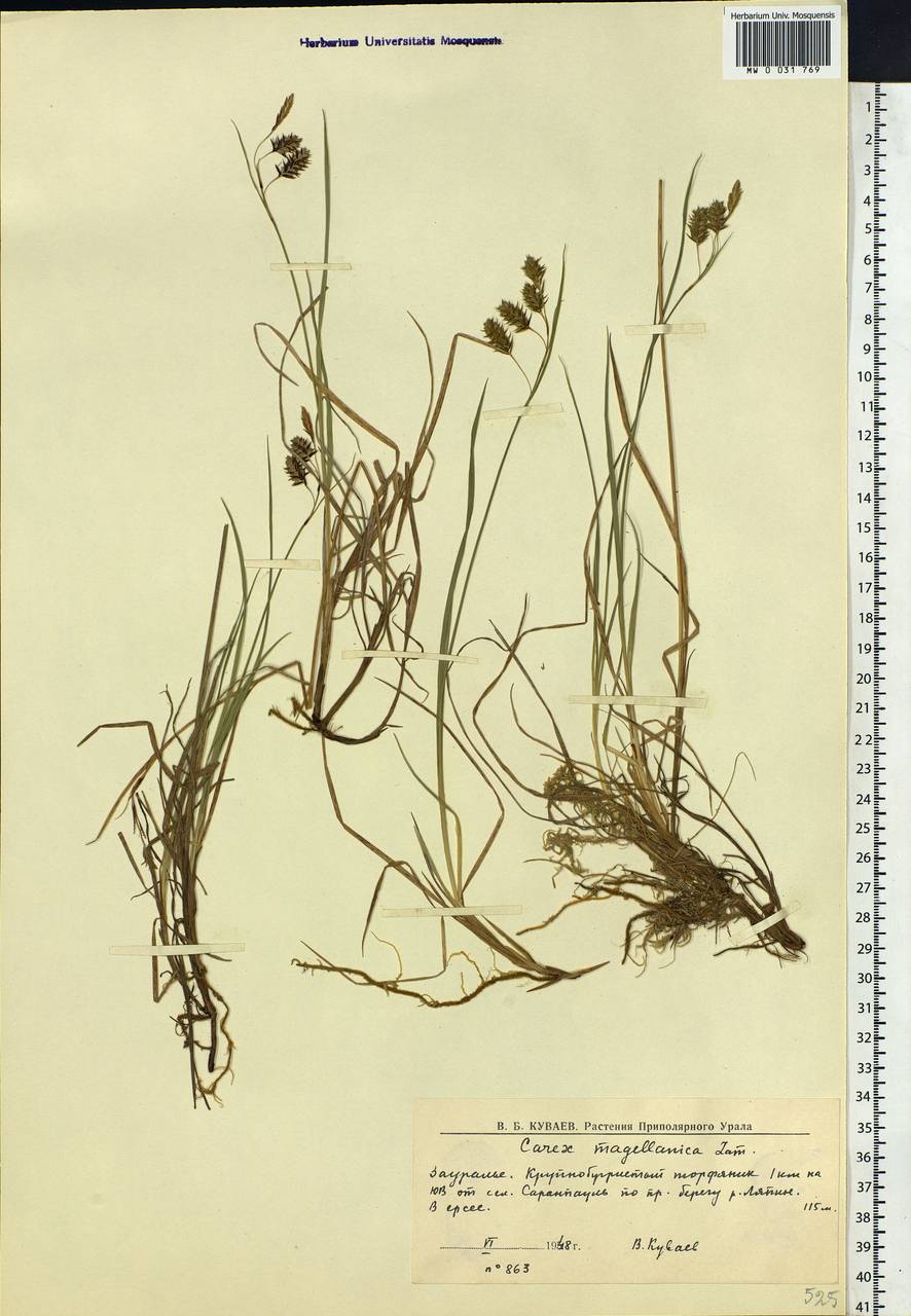 Carex magellanica subsp. irrigua (Wahlenb.) Hiitonen, Siberia, Western Siberia (S1) (Russia)