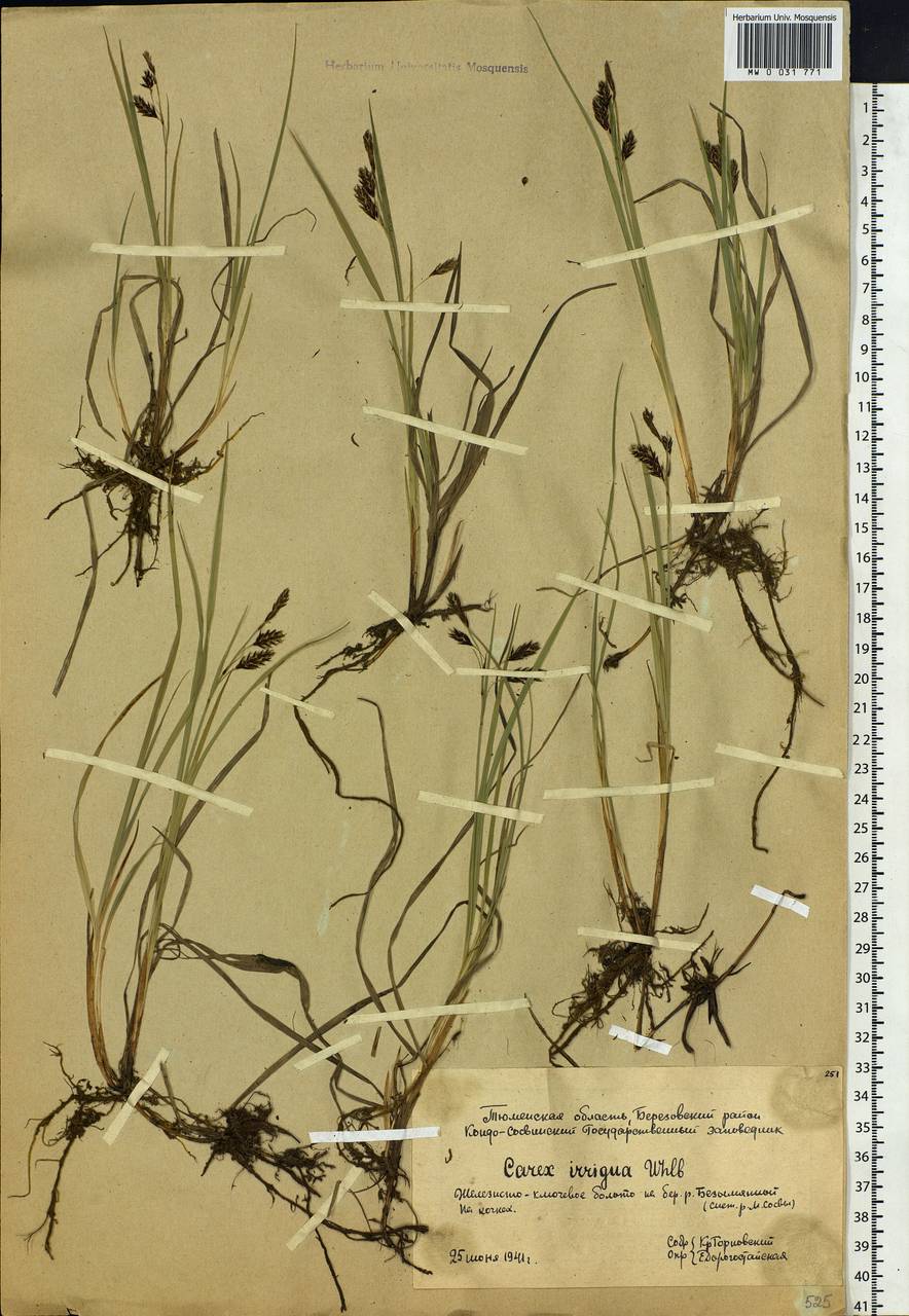 Carex magellanica subsp. irrigua (Wahlenb.) Hiitonen, Siberia, Western Siberia (S1) (Russia)