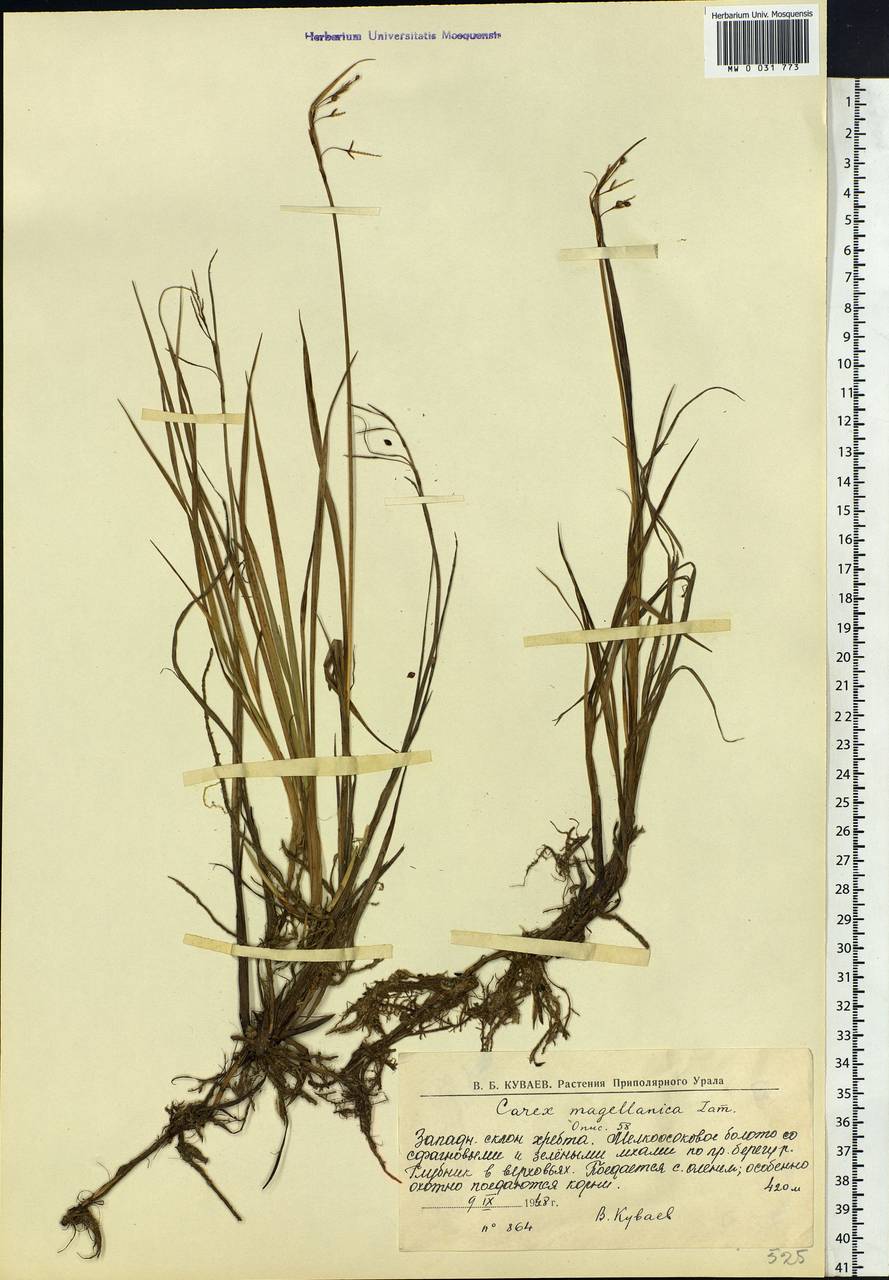 Carex magellanica subsp. irrigua (Wahlenb.) Hiitonen, Eastern Europe, Northern region (E1) (Russia)