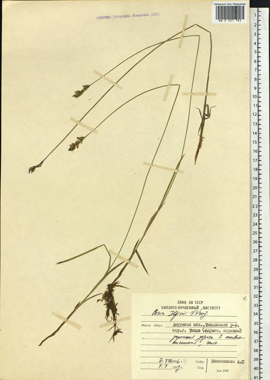 Carex iljinii V.I.Krecz., Siberia, Russian Far East (S6) (Russia)