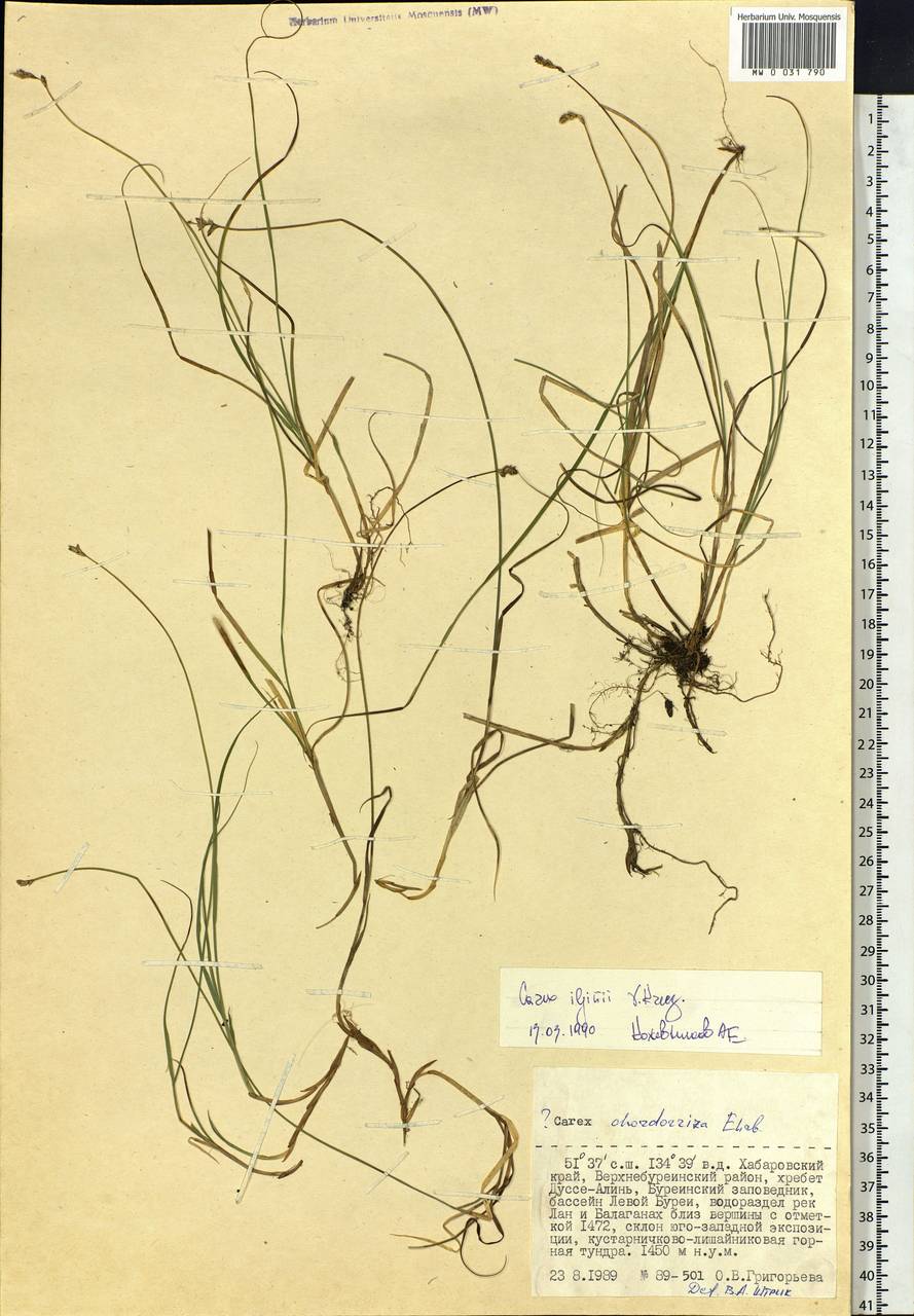 Carex iljinii V.I.Krecz., Siberia, Russian Far East (S6) (Russia)