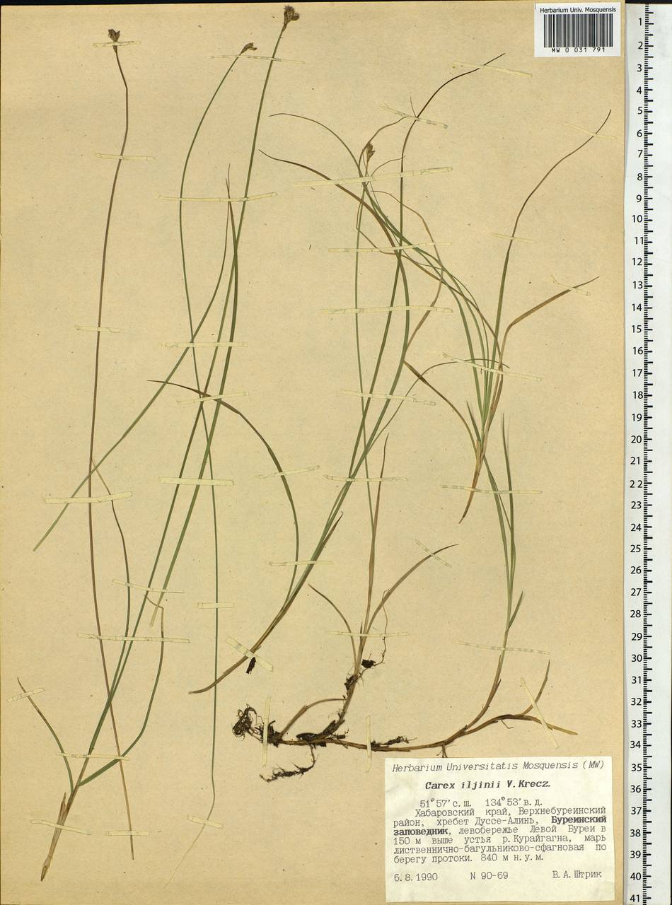 Carex iljinii V.I.Krecz., Siberia, Russian Far East (S6) (Russia)