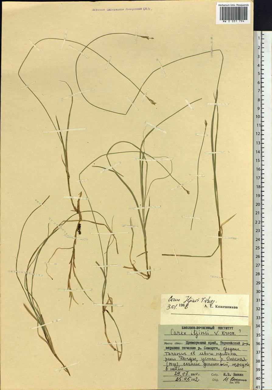 Carex iljinii V.I.Krecz., Siberia, Russian Far East (S6) (Russia)