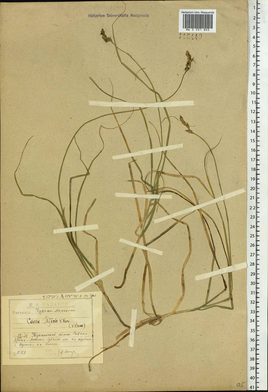 Carex iljinii V.I.Krecz., Siberia, Baikal & Transbaikal region (S4) (Russia)