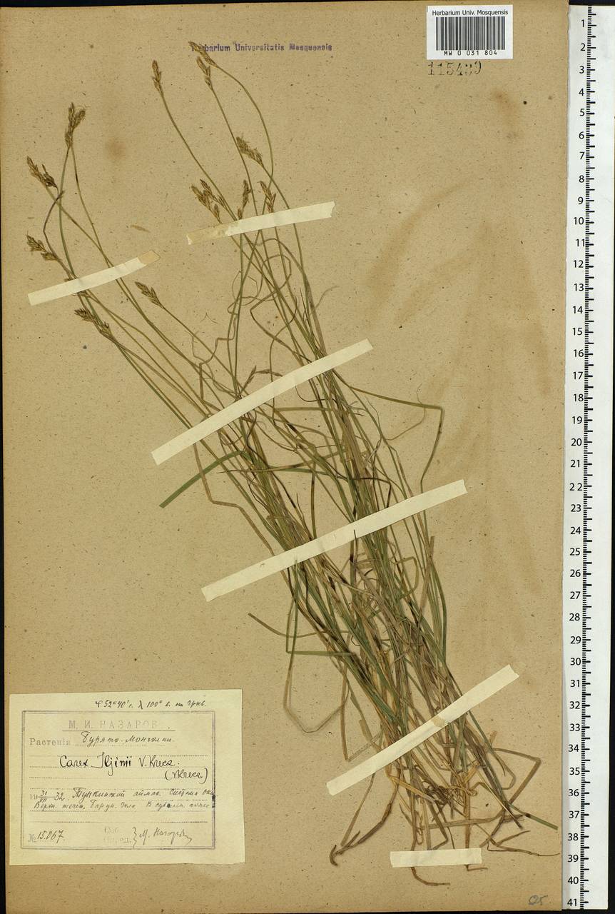 Carex iljinii V.I.Krecz., Siberia, Baikal & Transbaikal region (S4) (Russia)