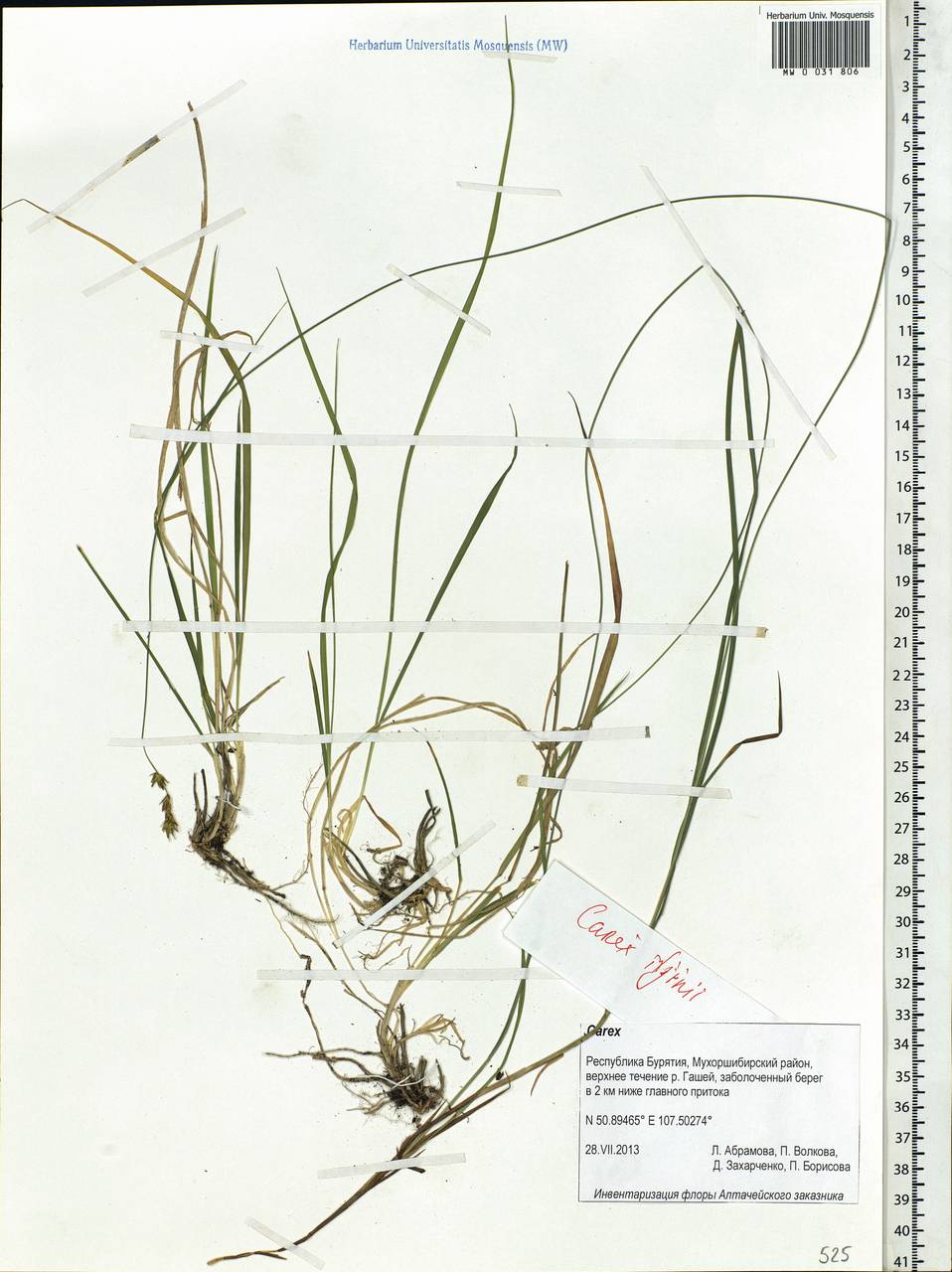 Carex iljinii V.I.Krecz., Siberia, Baikal & Transbaikal region (S4) (Russia)