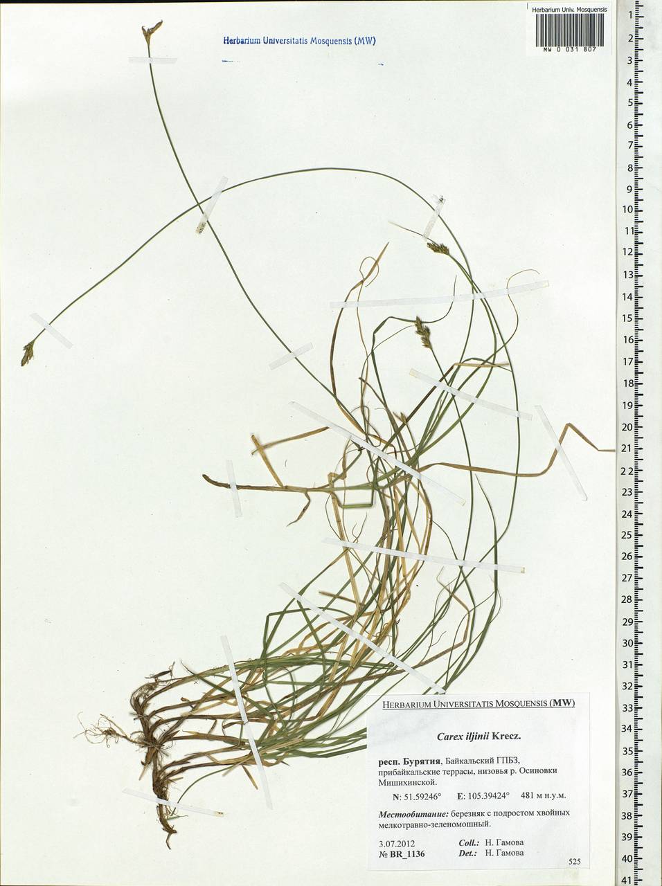 Carex iljinii V.I.Krecz., Siberia, Baikal & Transbaikal region (S4) (Russia)