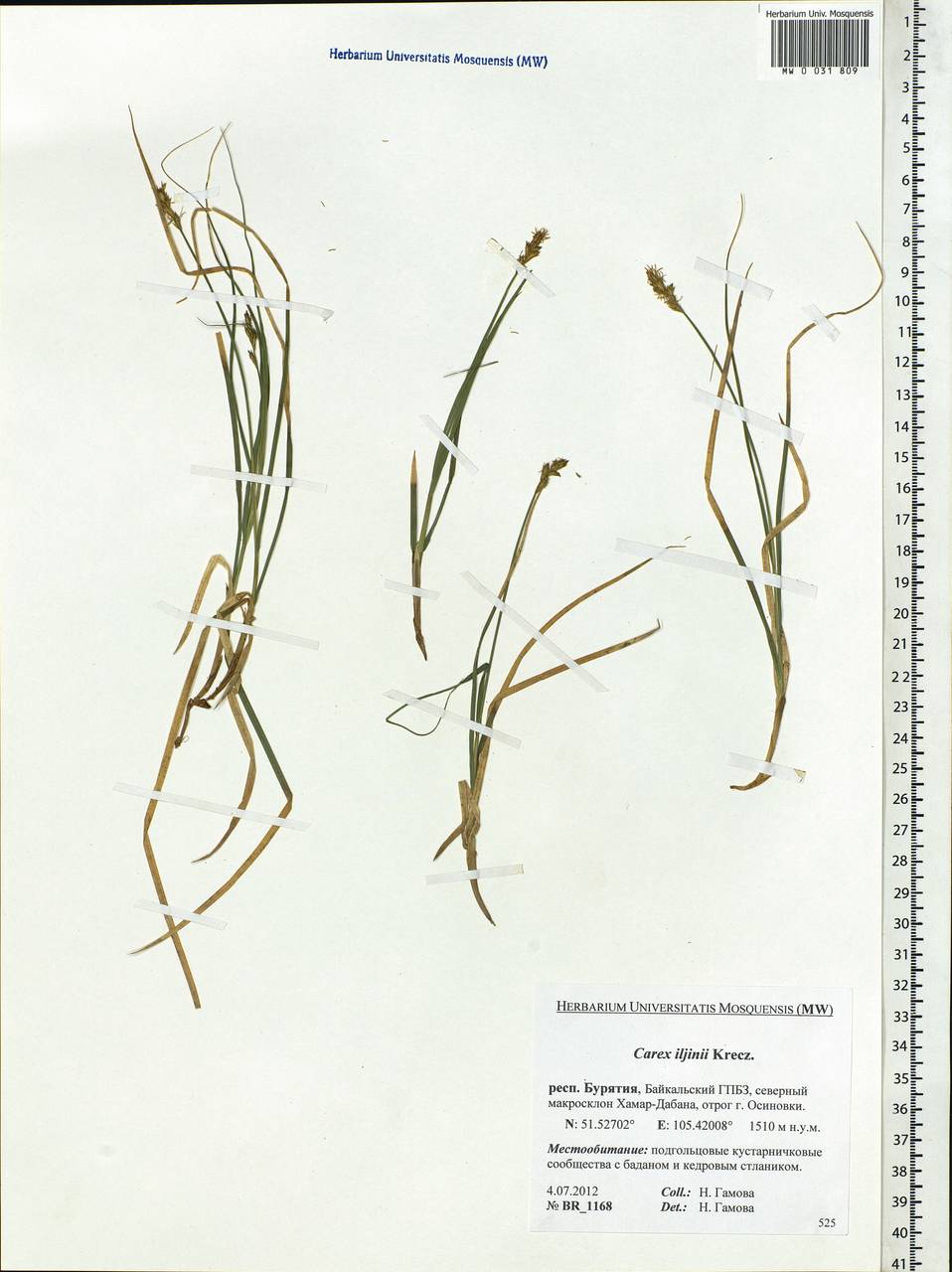 Carex iljinii V.I.Krecz., Siberia, Baikal & Transbaikal region (S4) (Russia)