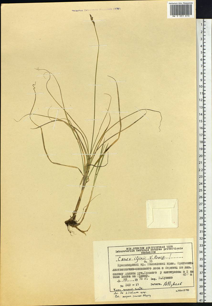 Carex iljinii V.I.Krecz., Siberia, Central Siberia (S3) (Russia)