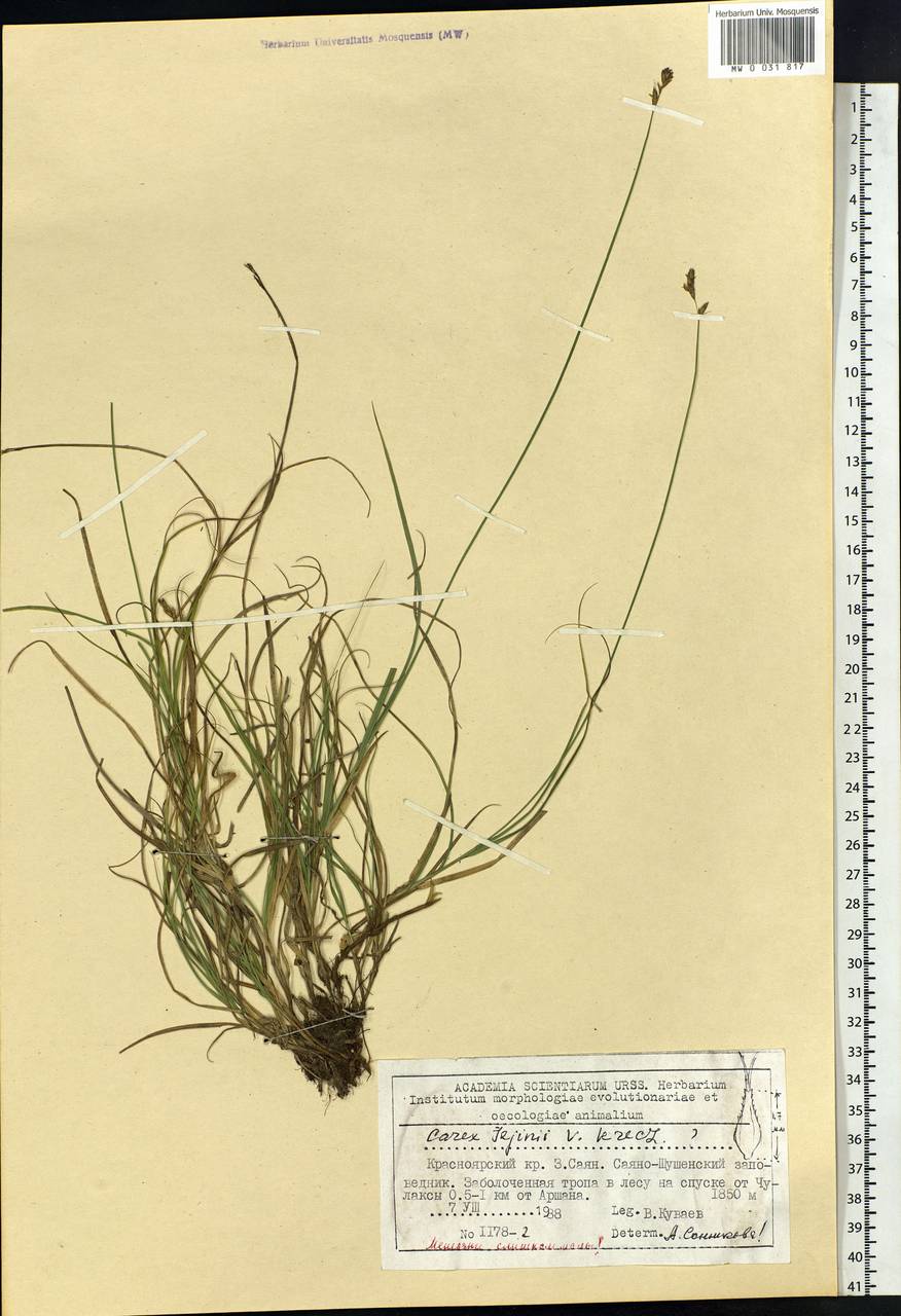 Carex iljinii V.I.Krecz., Siberia, Altai & Sayany Mountains (S2) (Russia)