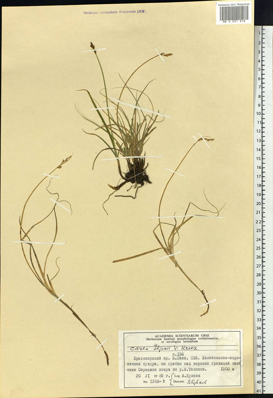 Carex iljinii V.I.Krecz., Siberia, Altai & Sayany Mountains (S2) (Russia)
