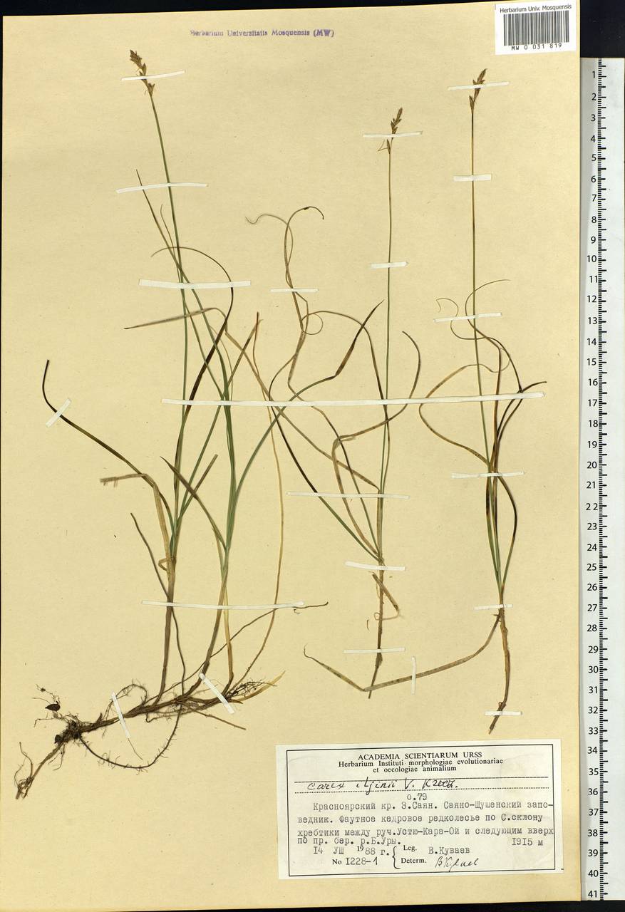 Carex iljinii V.I.Krecz., Siberia, Altai & Sayany Mountains (S2) (Russia)