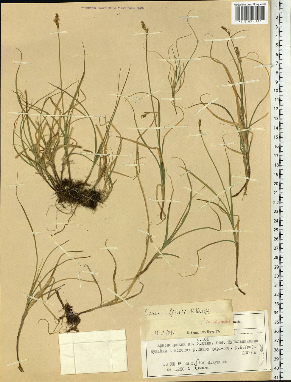 Carex iljinii V.I.Krecz., Siberia, Altai & Sayany Mountains (S2) (Russia)