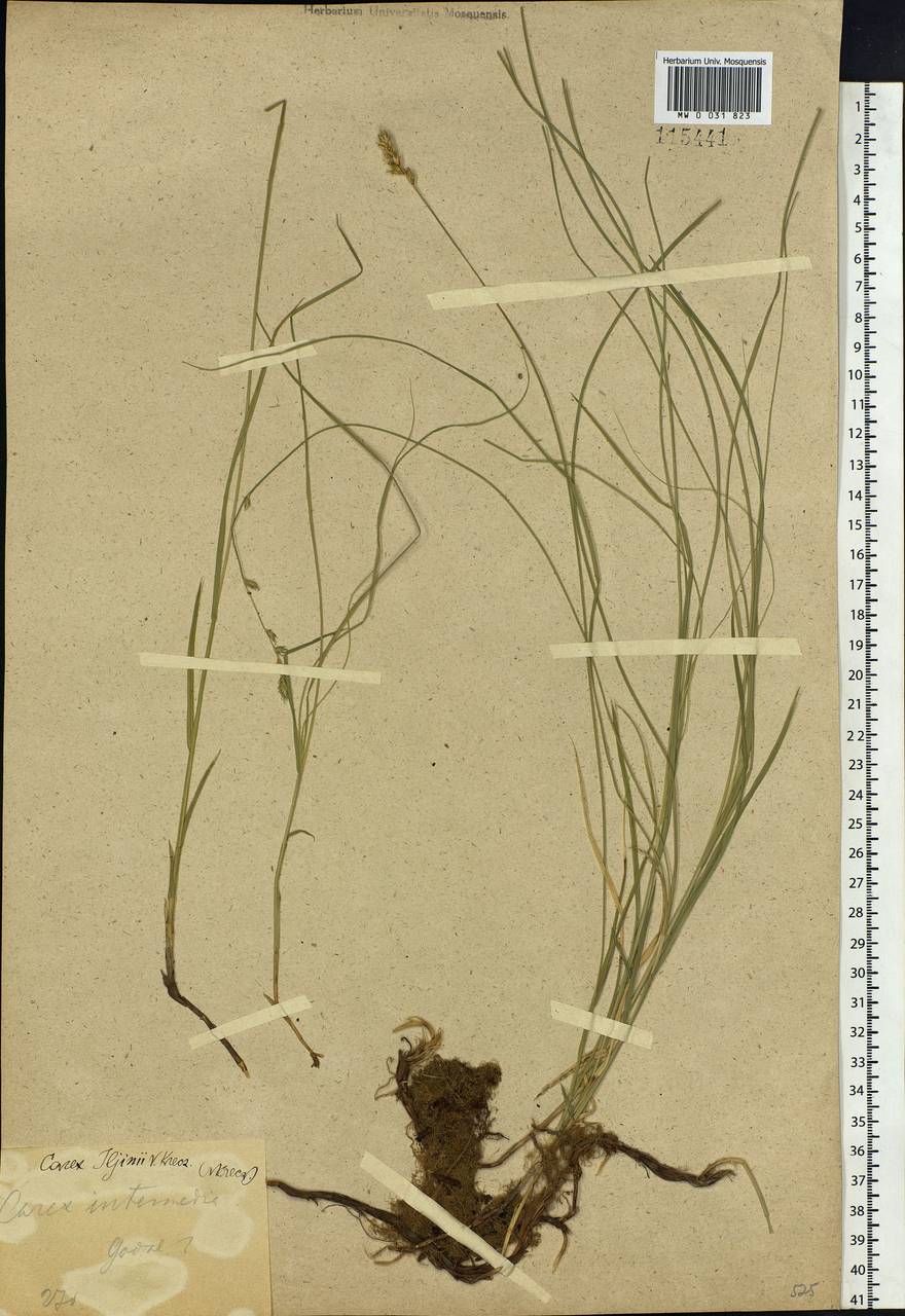 Carex iljinii V.I.Krecz., Siberia (no precise locality) (S0) (Russia)