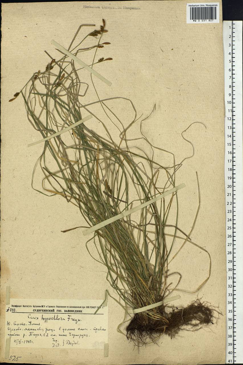 Carex hypochlora Freyn, Siberia, Russian Far East (S6) (Russia)