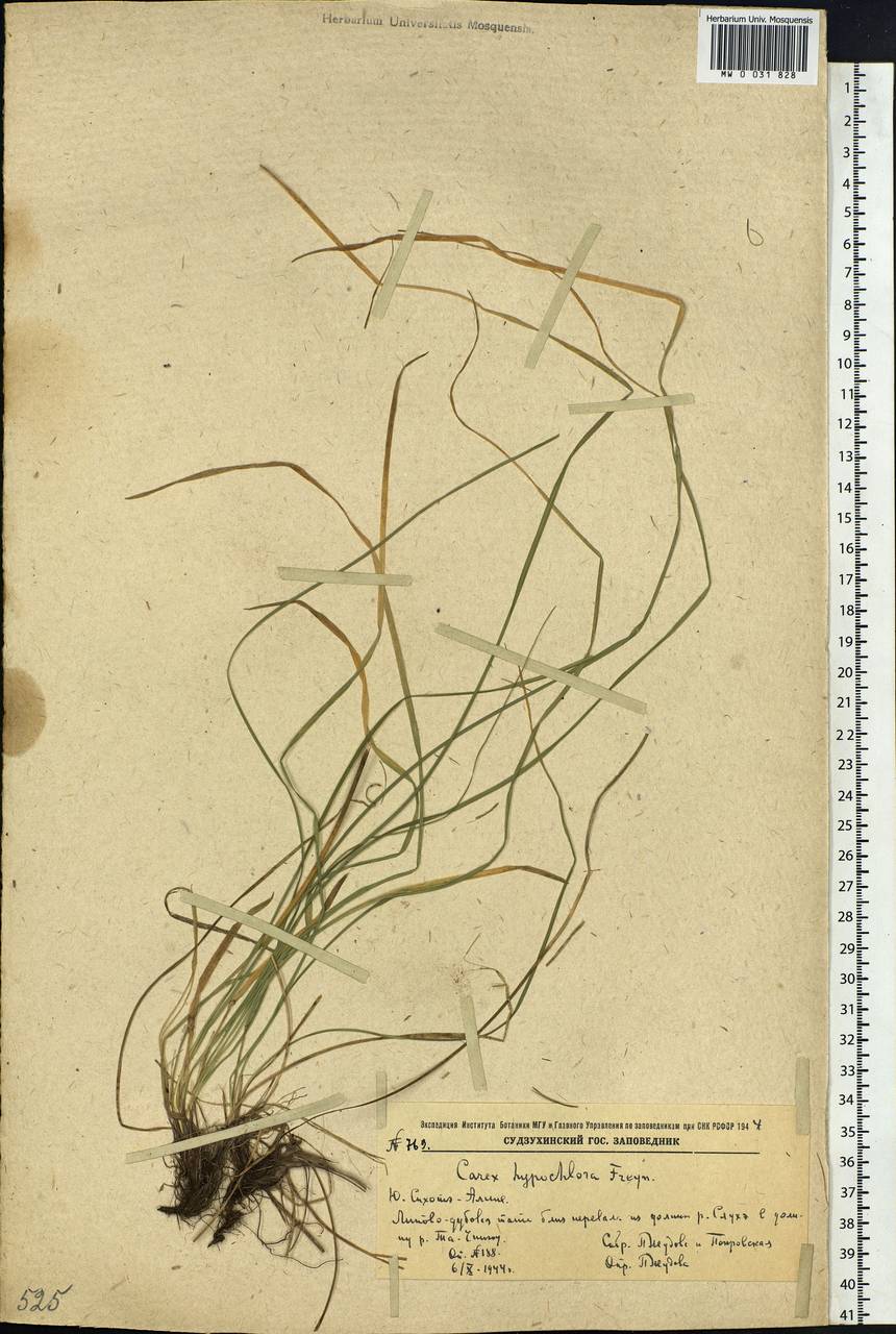 Carex hypochlora Freyn, Siberia, Russian Far East (S6) (Russia)