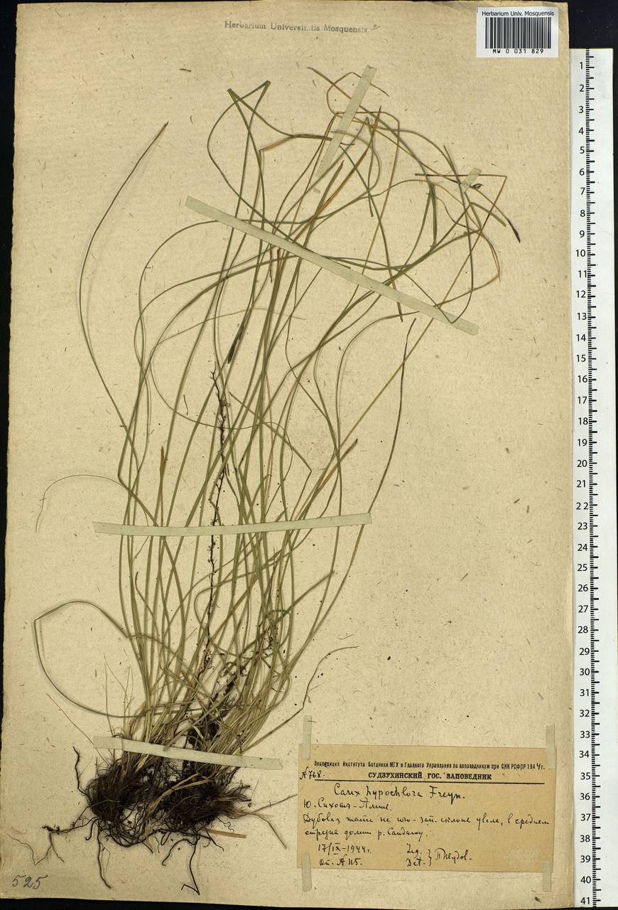Carex hypochlora Freyn, Siberia, Russian Far East (S6) (Russia)