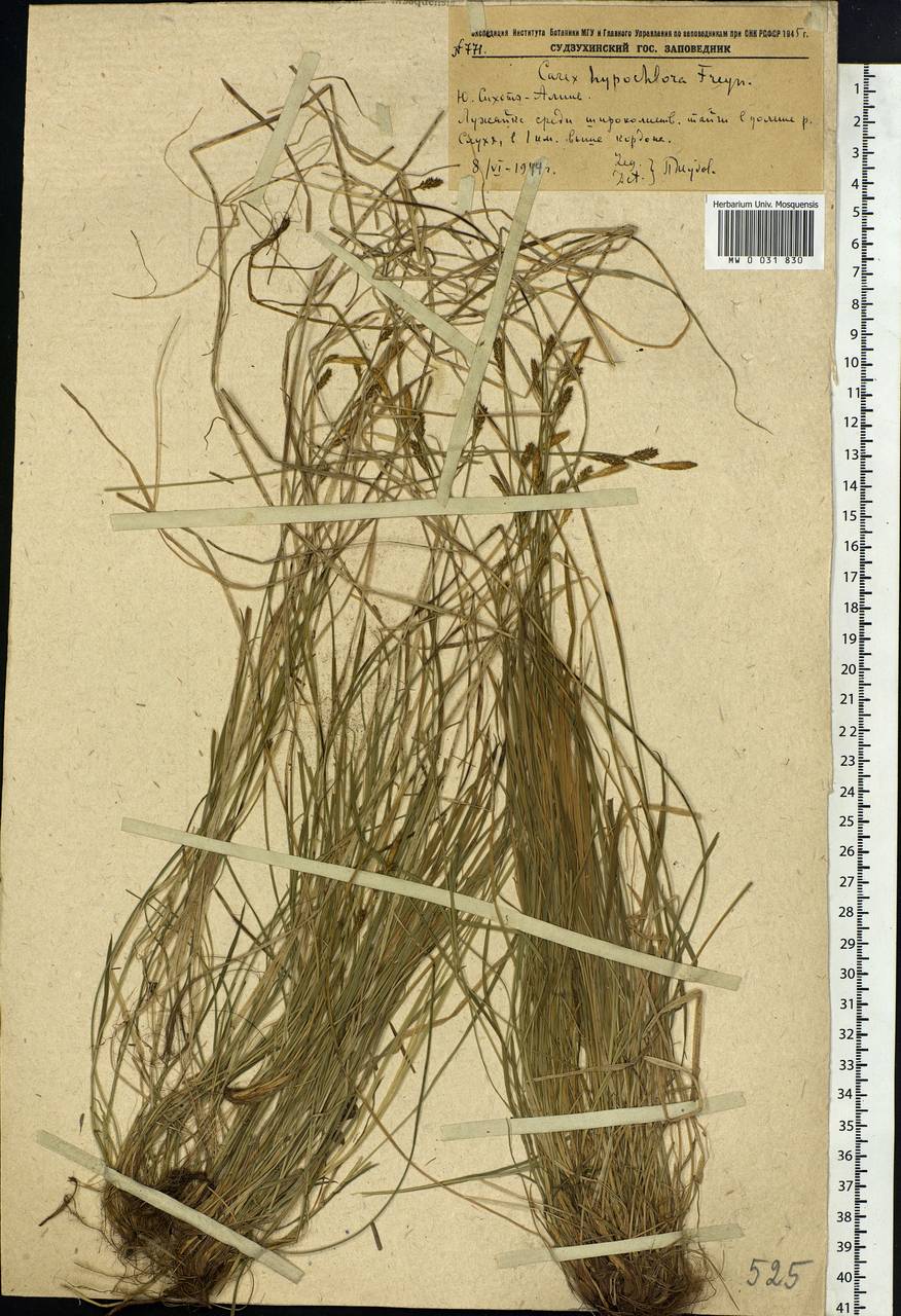 Carex hypochlora Freyn, Siberia, Russian Far East (S6) (Russia)