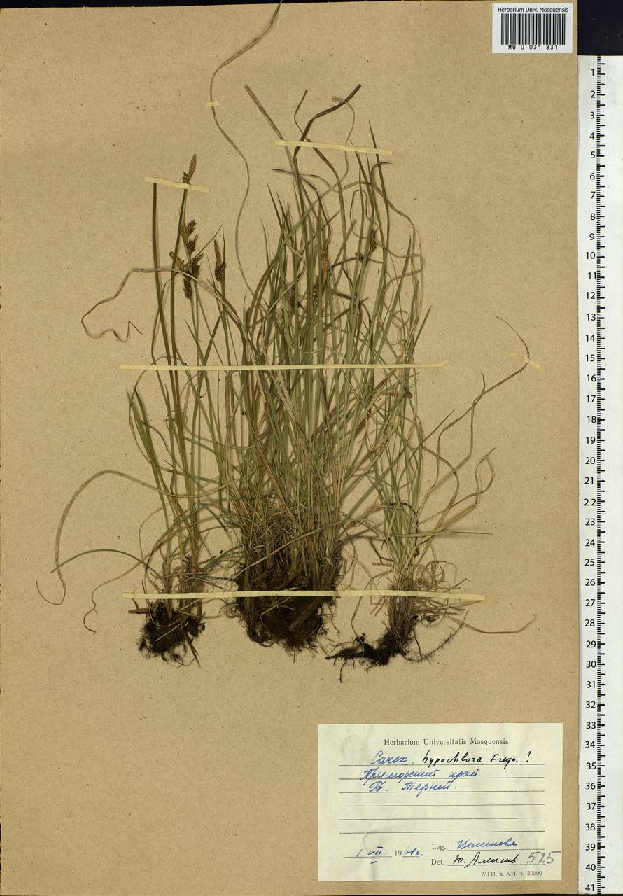 Carex hypochlora Freyn, Siberia, Russian Far East (S6) (Russia)