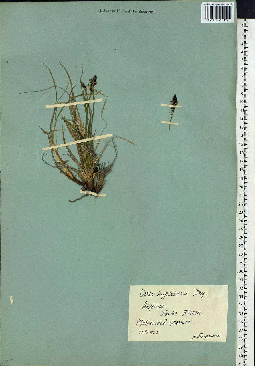 Carex bigelowii subsp. dacica (Heuff.) T.V.Egorova, Siberia, Yakutia (S5) (Russia)