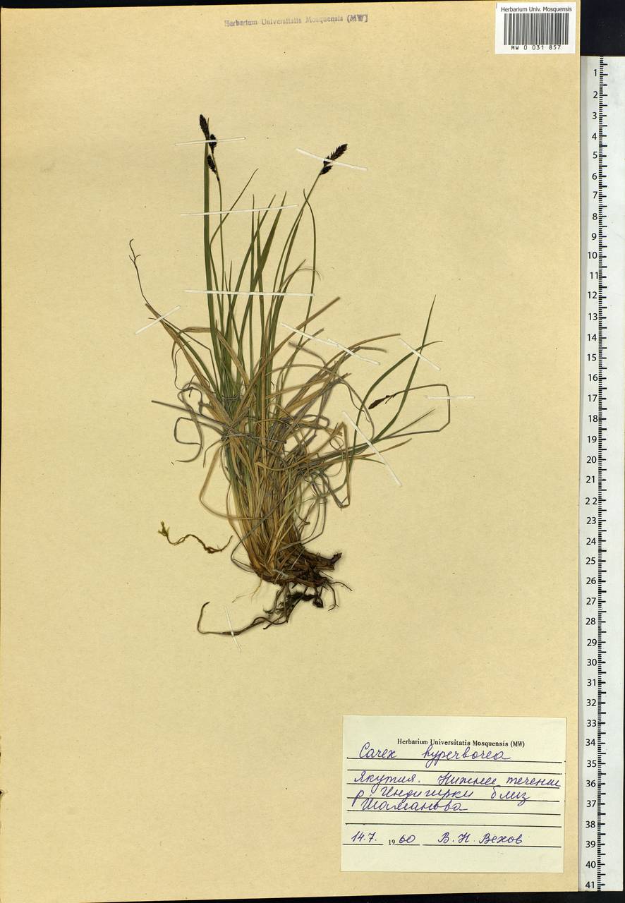 Carex bigelowii subsp. dacica (Heuff.) T.V.Egorova, Siberia, Yakutia (S5) (Russia)