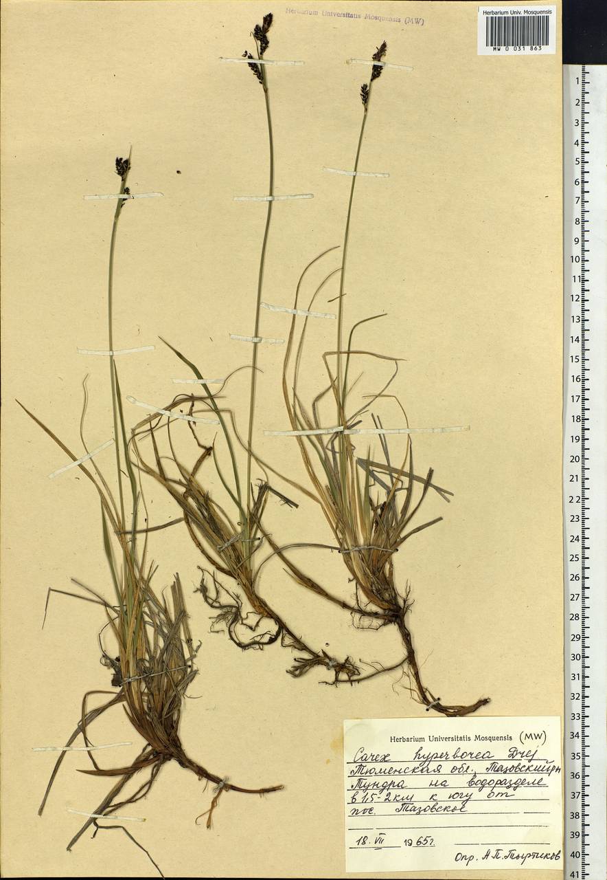 Carex bigelowii subsp. dacica (Heuff.) T.V.Egorova, Siberia, Western Siberia (S1) (Russia)