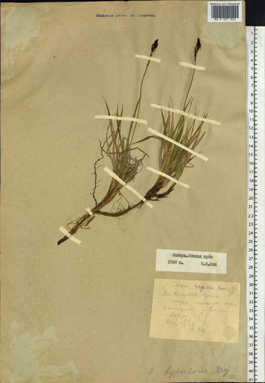 Carex bigelowii subsp. dacica (Heuff.) T.V.Egorova, Siberia, Western Siberia (S1) (Russia)