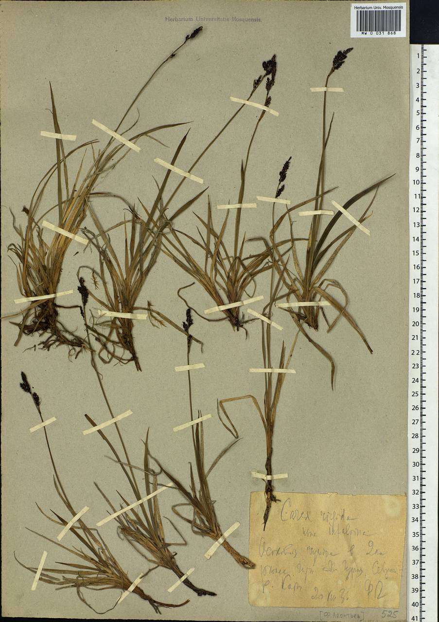Carex bigelowii subsp. dacica (Heuff.) T.V.Egorova, Siberia, Western Siberia (S1) (Russia)