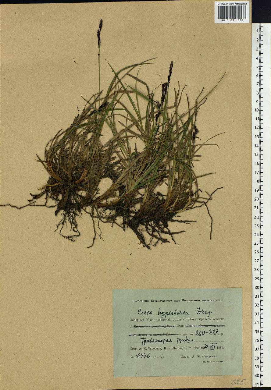 Carex bigelowii subsp. dacica (Heuff.) T.V.Egorova, Siberia, Western Siberia (S1) (Russia)
