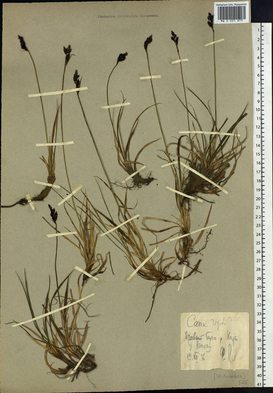 Carex bigelowii subsp. dacica (Heuff.) T.V.Egorova, Siberia, Western Siberia (S1) (Russia)