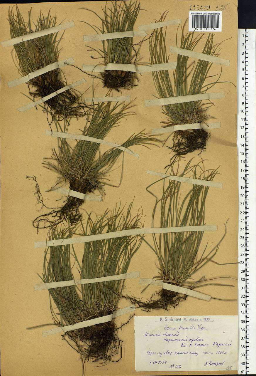 Carex humilis Leyss., Siberia, Western (Kazakhstan) Altai Mountains (S2a) (Kazakhstan)