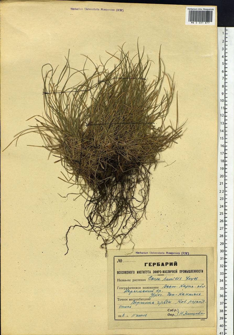 Carex humilis Leyss., Siberia, Western (Kazakhstan) Altai Mountains (S2a) (Kazakhstan)
