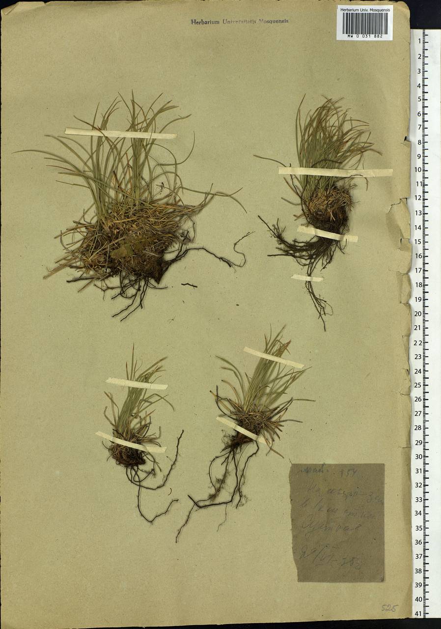 Carex humilis Leyss., Siberia, Altai & Sayany Mountains (S2) (Russia)