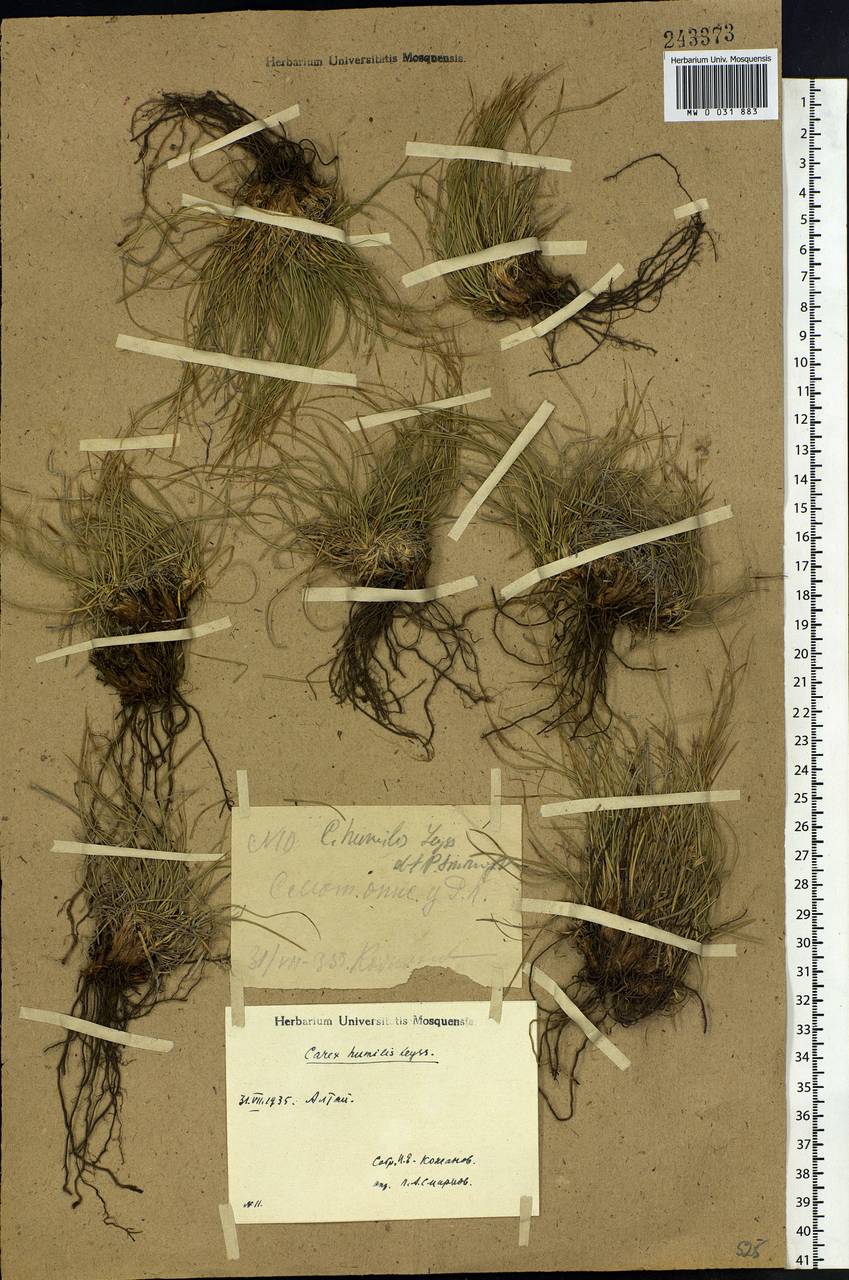 Carex humilis Leyss., Siberia, Altai & Sayany Mountains (S2) (Russia)