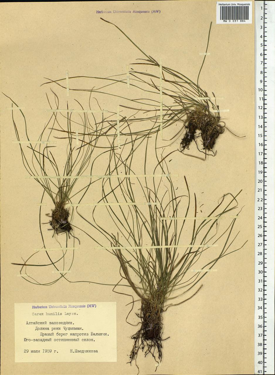 Carex humilis Leyss., Siberia, Altai & Sayany Mountains (S2) (Russia)