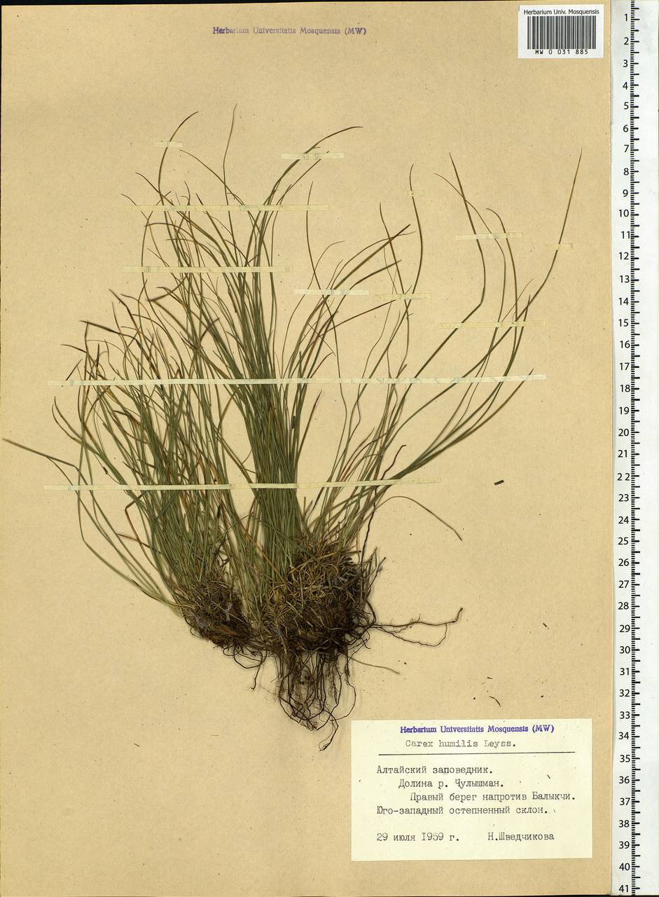 Carex humilis Leyss., Siberia, Altai & Sayany Mountains (S2) (Russia)