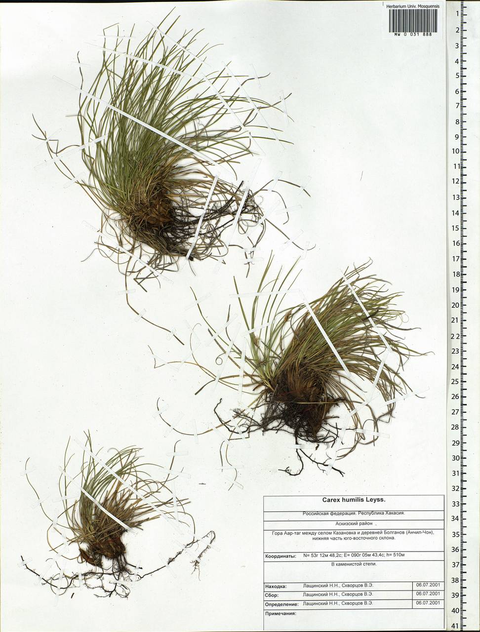 Carex humilis Leyss., Siberia, Altai & Sayany Mountains (S2) (Russia)
