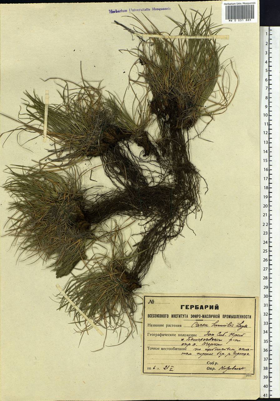 Carex humilis Leyss., Siberia, Altai & Sayany Mountains (S2) (Russia)