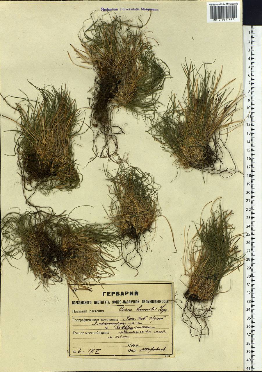 Carex humilis Leyss., Siberia, Altai & Sayany Mountains (S2) (Russia)