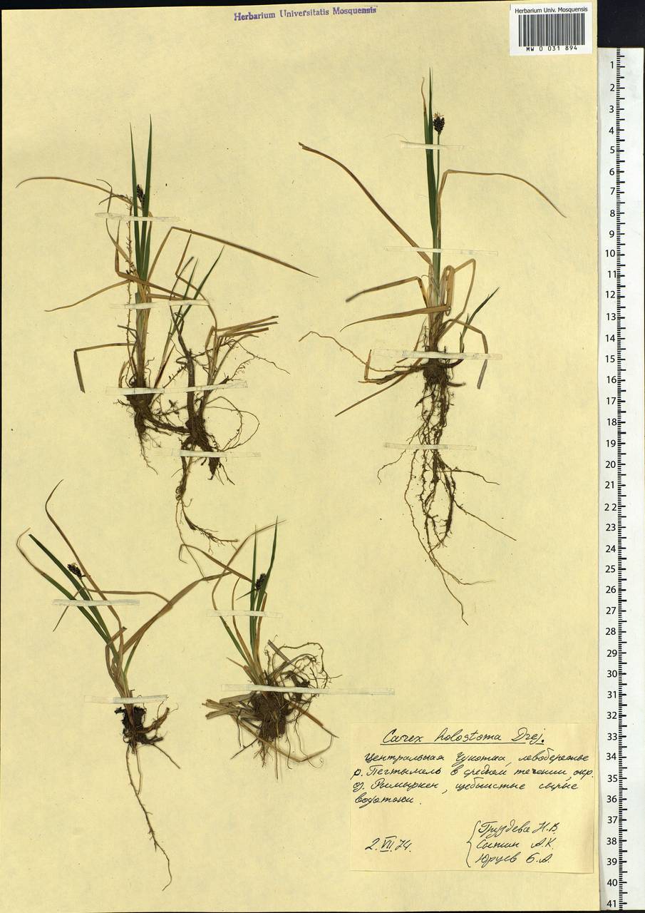 Carex holostoma Drejer, Siberia, Chukotka & Kamchatka (S7) (Russia)