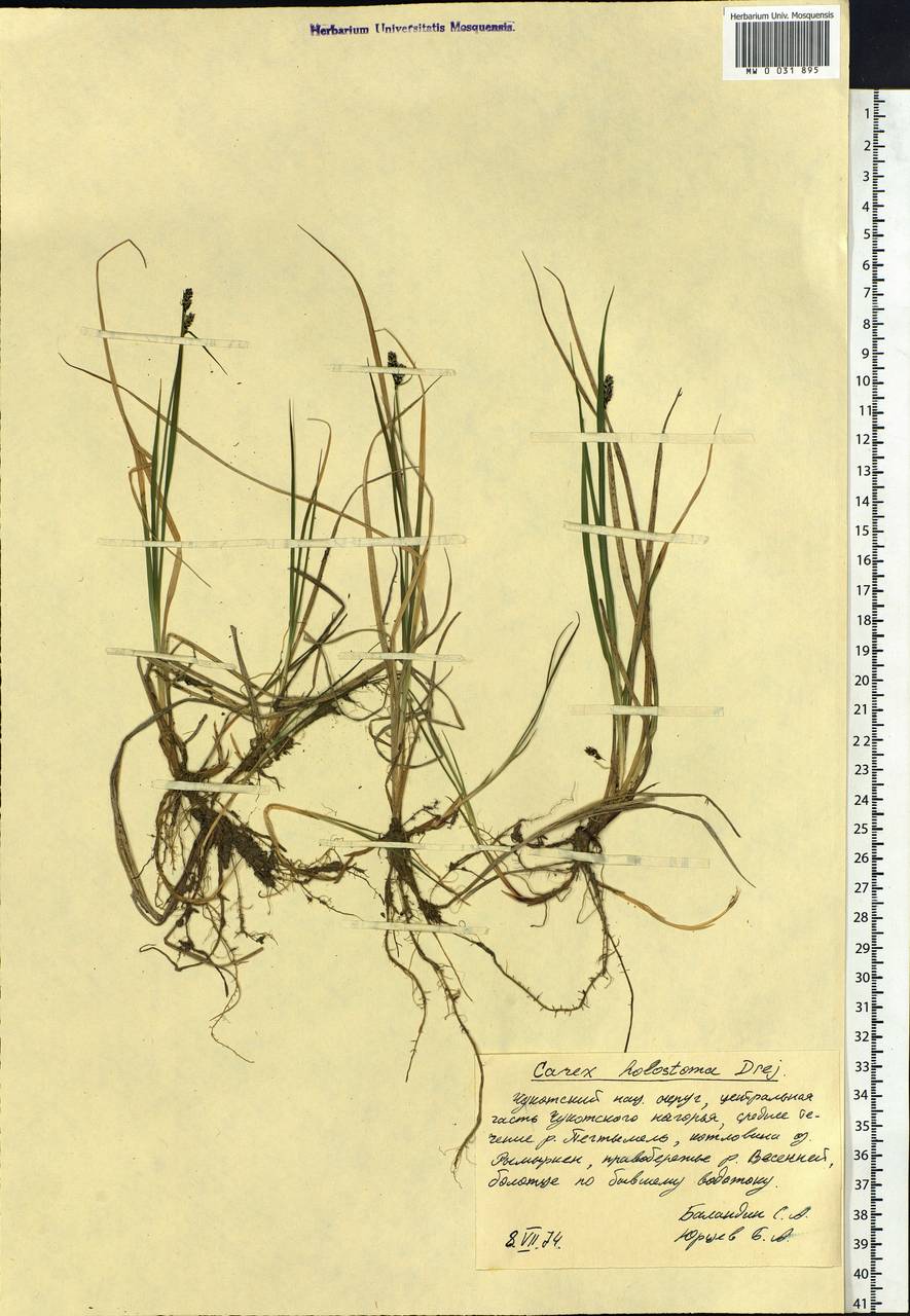 Carex holostoma Drejer, Siberia, Chukotka & Kamchatka (S7) (Russia)