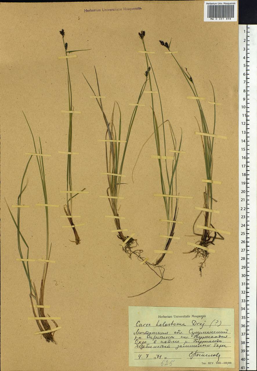 Carex holostoma Drejer, Siberia, Chukotka & Kamchatka (S7) (Russia)