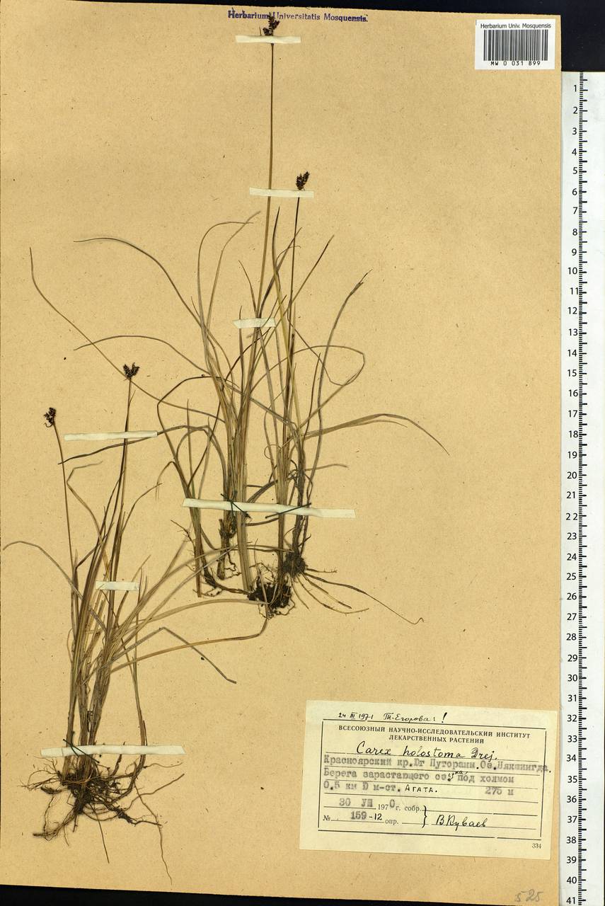 Carex holostoma Drejer, Siberia, Central Siberia (S3) (Russia)
