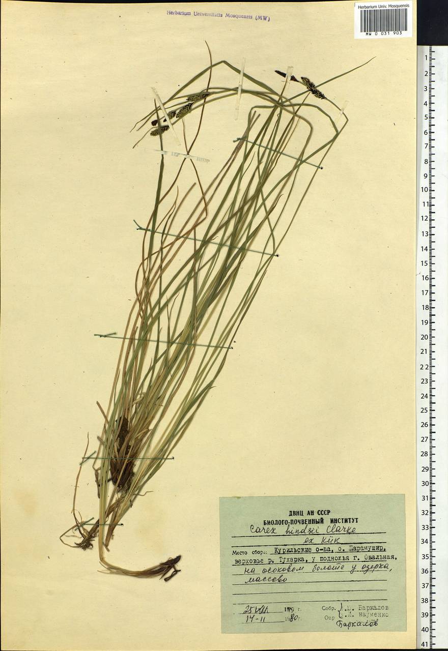 Carex kelloggii var. limnophila (Holm) B.L.Wilson & R.E.Brainerd, Siberia, Russian Far East (S6) (Russia)