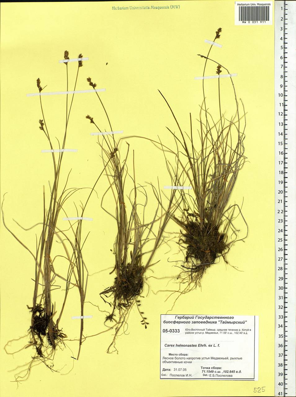 Carex heleonastes Ehrh. ex L.f., Siberia, Central Siberia (S3) (Russia)