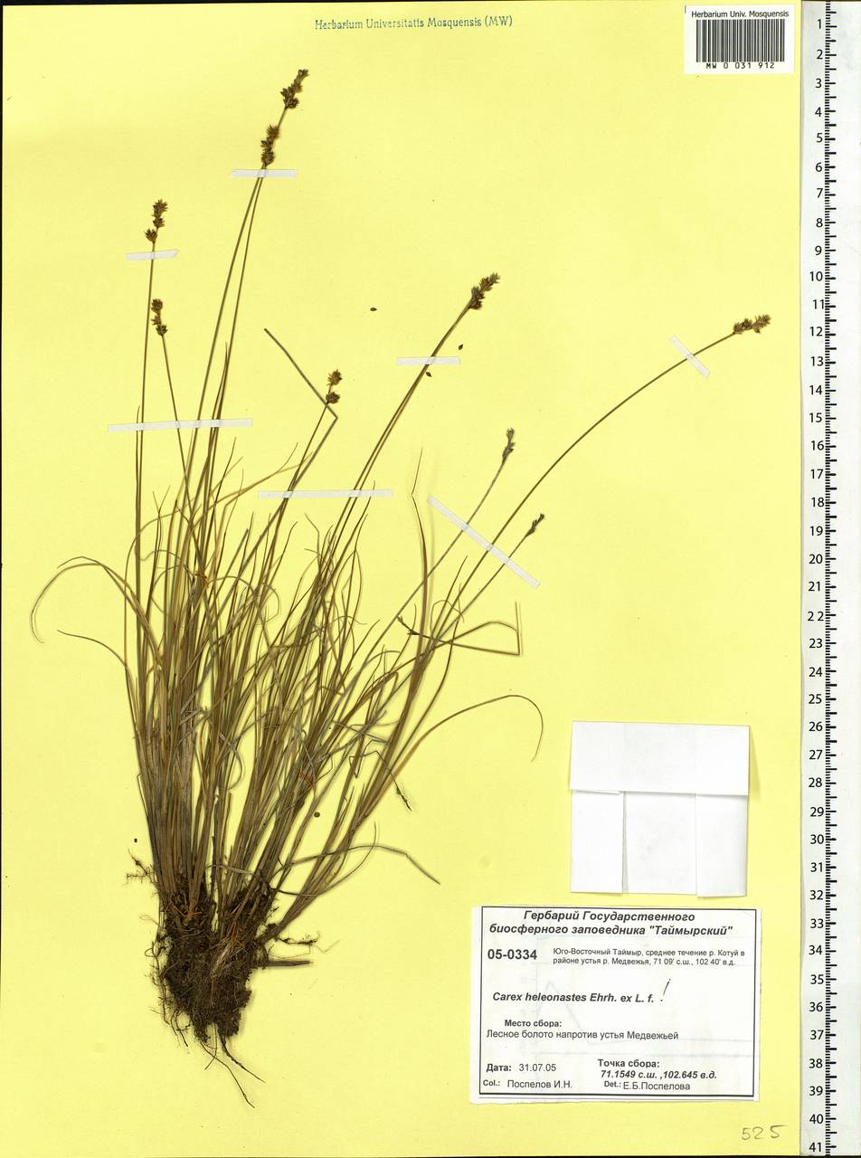 Carex heleonastes Ehrh. ex L.f., Siberia, Central Siberia (S3) (Russia)