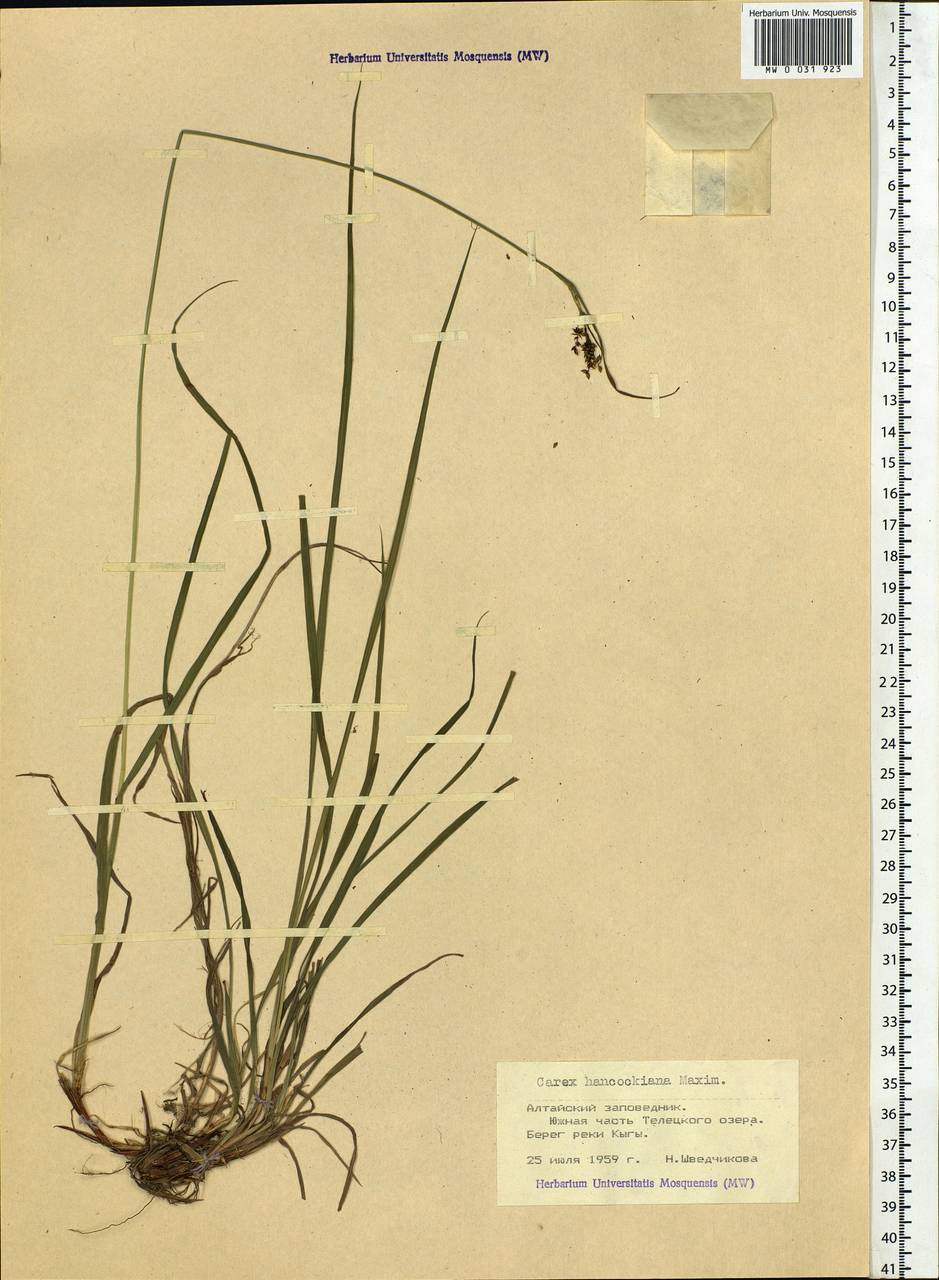 Carex hancockiana Maxim., Siberia, Altai & Sayany Mountains (S2) (Russia)